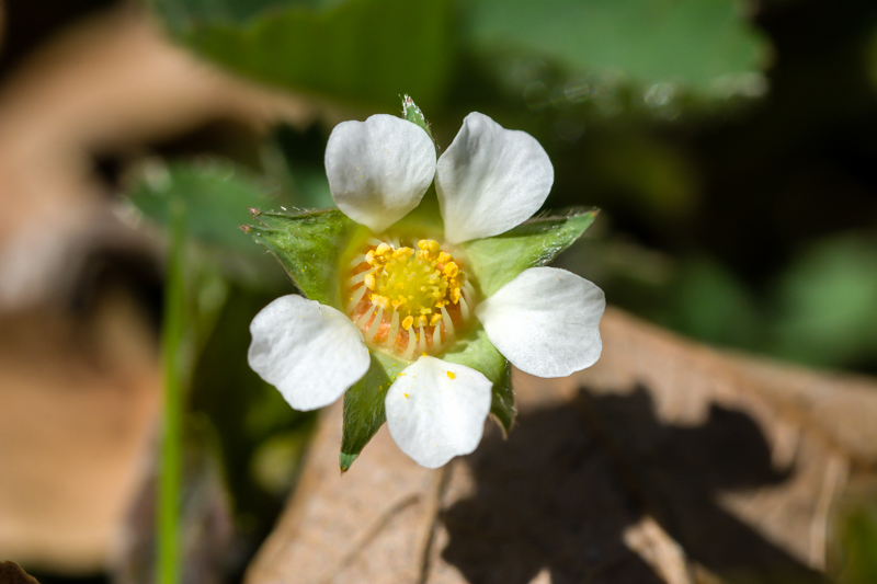 Potentilla sterilis / Potentilla sterile